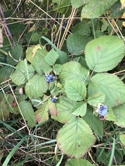 Rubus caesius