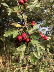 Crataegus