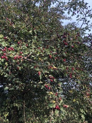 Crataegus