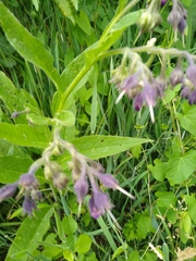 Symphytum officinale