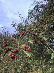 Crataegus