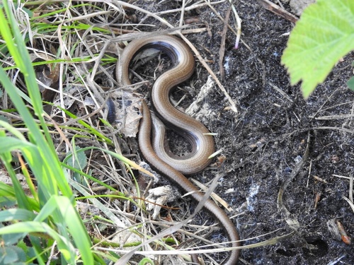 Common Slowworm, Zuid-Kennemerland National Park, Overveen, North Holland, NL, photo 9 of 10