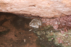 Pelophylax saharicus