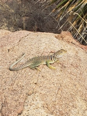 Crotaphytus