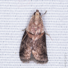 Acrobasis palliolella