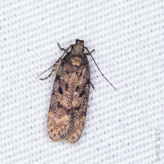 Chionodes formosella