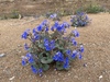 Desert Bluebells - Photo (c) E. Merkt, some rights reserved (CC BY-NC), uploaded by E. Merkt