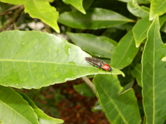 Ludioschema obscuripes