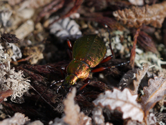 Carabus truncaticollis