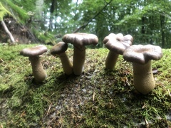 Fungi