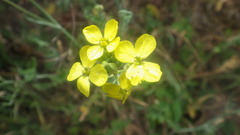 Coincya monensis cheiranthos