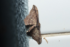 Hyposidra infixaria