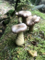 Fungi