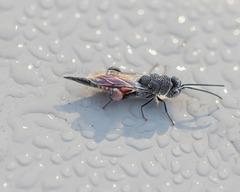 Phasgonophora sulcata