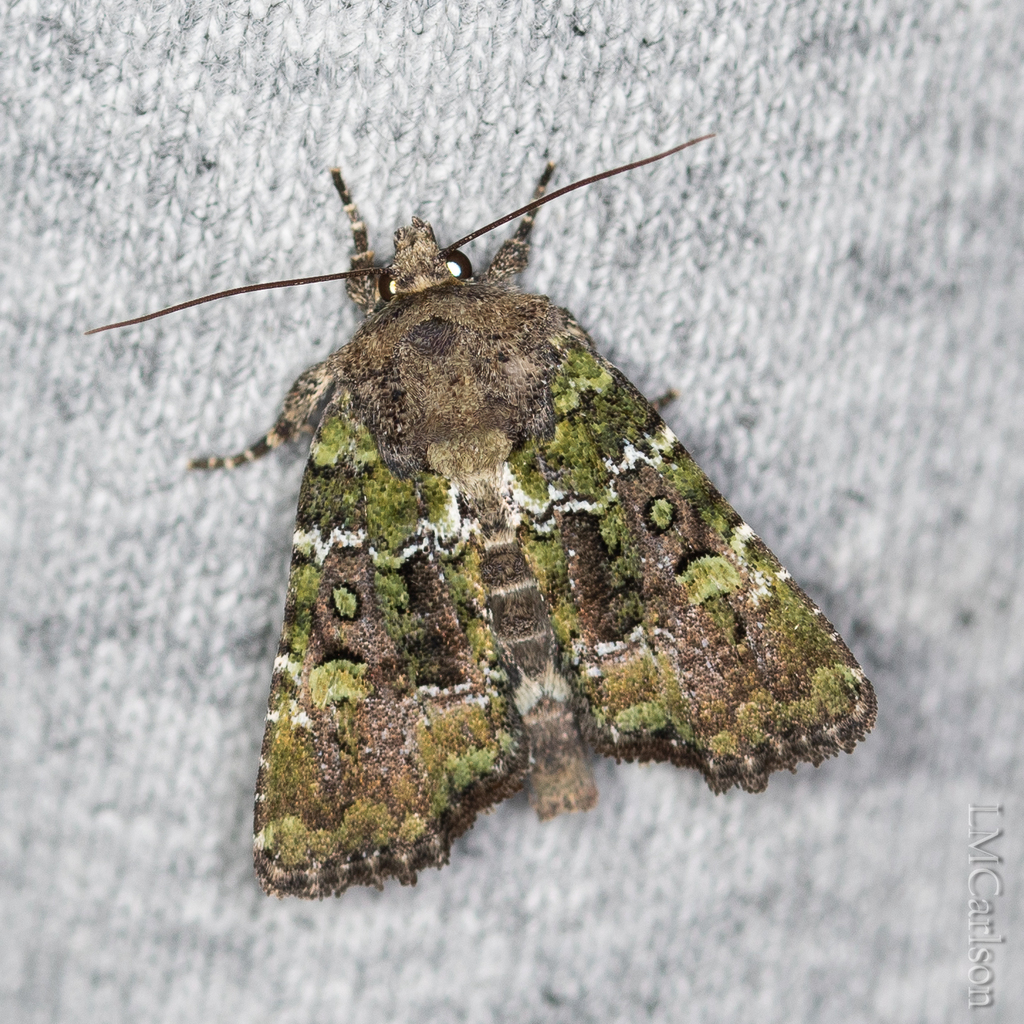 Yellow-spotted Brocade