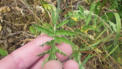 Coincya monensis cheiranthos