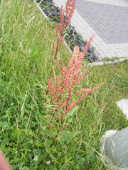 Rumex × acutus