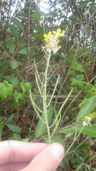 Coincya monensis cheiranthos