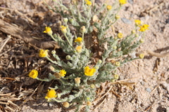Pulicaria incisa