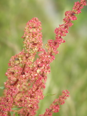 Rumex × acutus