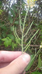 Coincya monensis cheiranthos