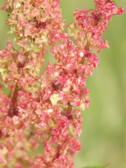Rumex × acutus
