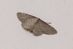 Idaea fuscovenosa