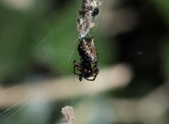 Cyclosa sedeculata