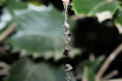 Cyclosa sedeculata