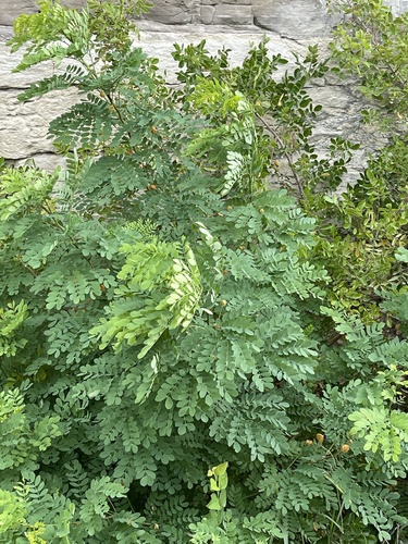 Littleleaf leadtree (Leucaena retusa)