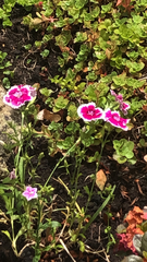 Dianthus barbatus