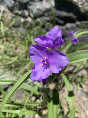 Tradescantia bracteata