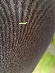 Tortrix viridana