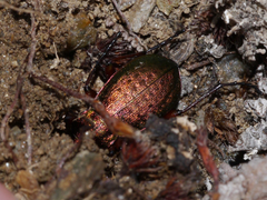 Carabus truncaticollis