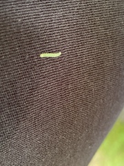 Tortrix viridana