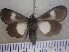 Catephia compsotrephes