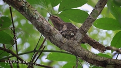 Batrachostomus affinis