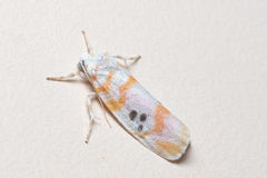 Cyana interrogationis