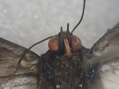 Catephia compsotrephes