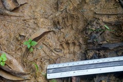 Lontra longicaudis