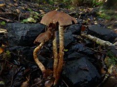 Cortinarius melimyxa