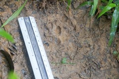 Lontra longicaudis