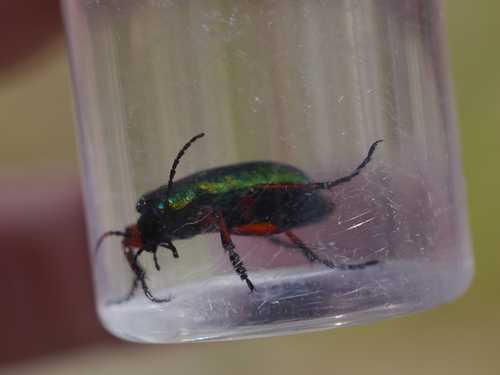 Carabus truncaticollis photo 5