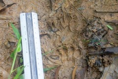 Lontra longicaudis
