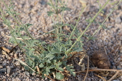 Scrophularia deserti
