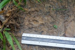 Lontra longicaudis