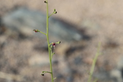 Scrophularia deserti