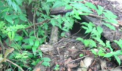 Lontra longicaudis