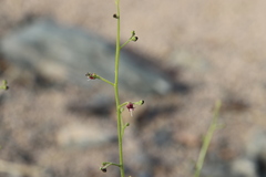 Scrophularia deserti