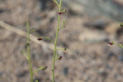 Scrophularia deserti